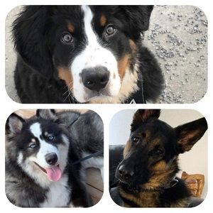 Meet your Posher, Isabelle